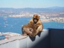 We see our first apes - Barbary macaques